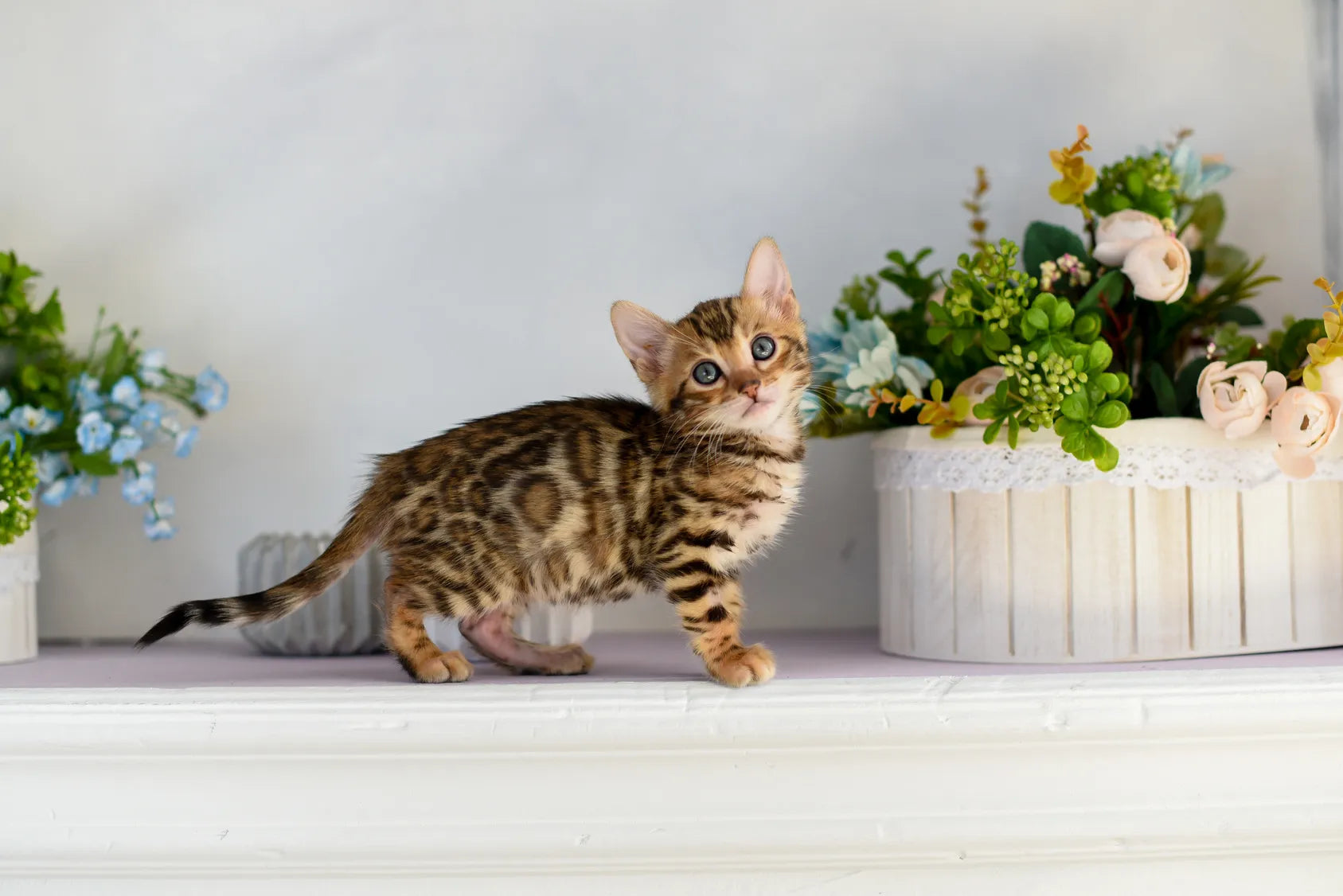 Collection d'accessoires pour chat – jouets, colliers et accessoires premium pour félins